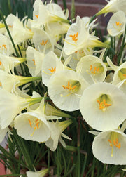Daffodil 'Arctic Bells'