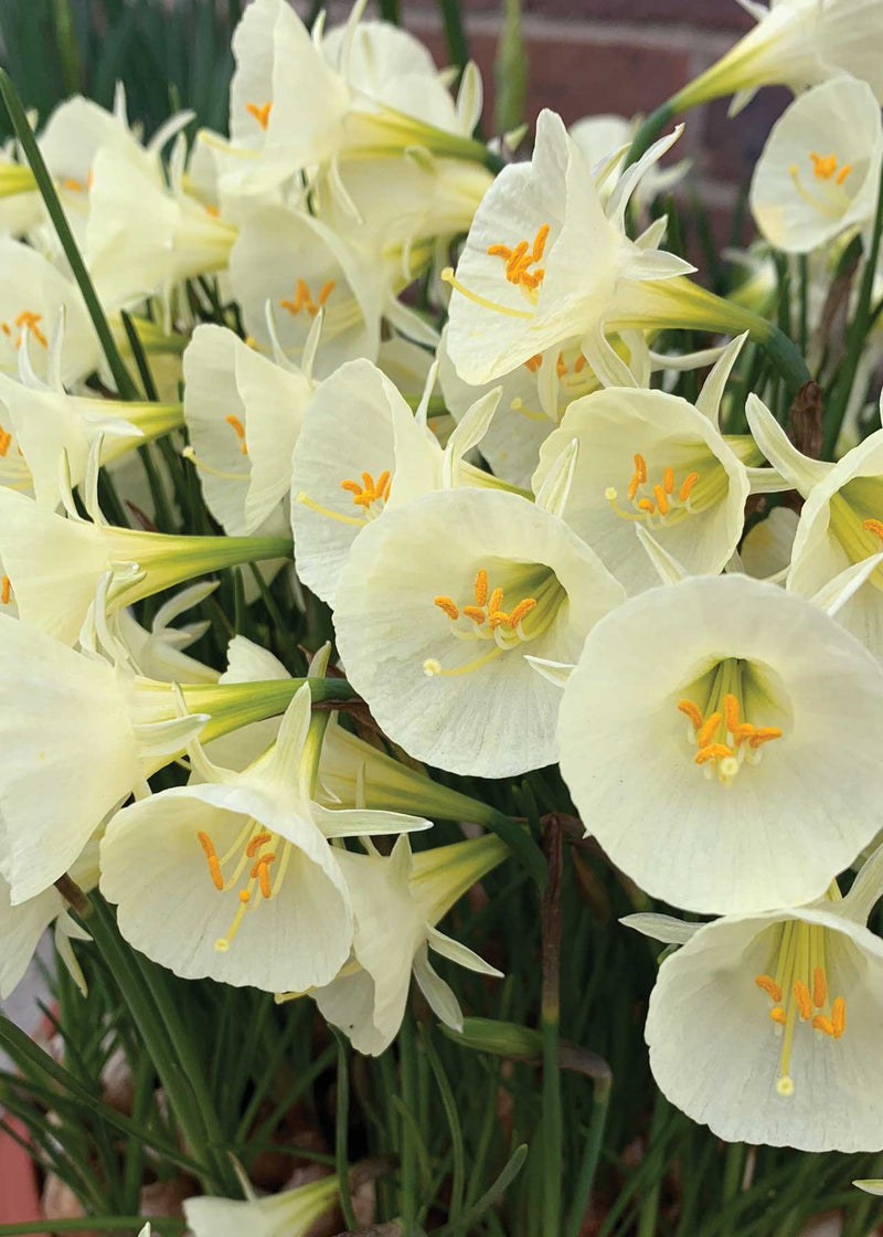 Daffodil 'Arctic Bells'