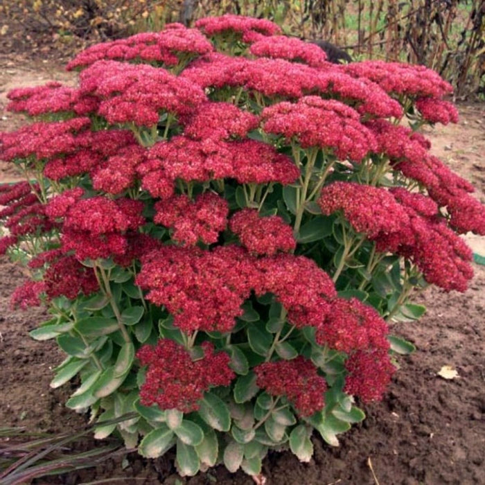 Sedum herbstfreude 'Autumn Joy' 2 Litre