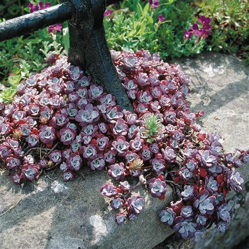 Sedum Purpureum 9cm
