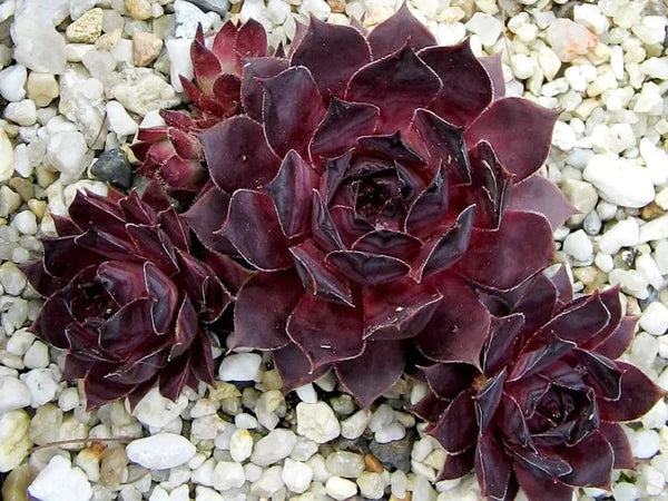Sempervivum 'Noir' Alpine in 9cm Pot