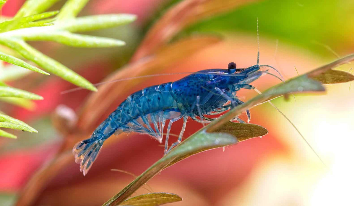 Blue Cherry Shrimp (M)
