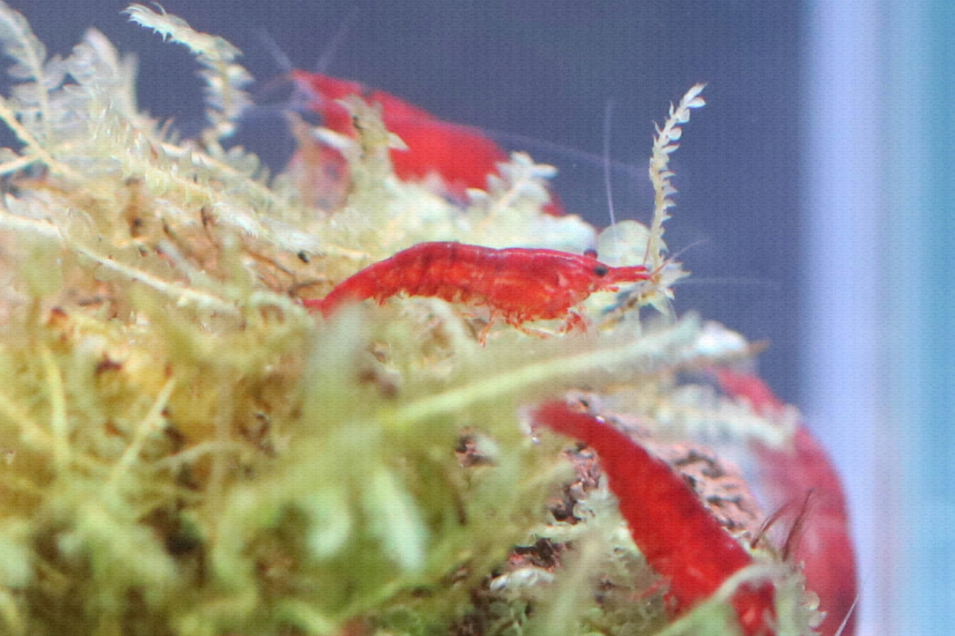 Blood Red Shrimp (M)