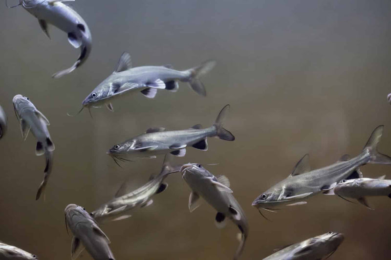 Colombian Shark Catfish | Ariopsis seemanni
