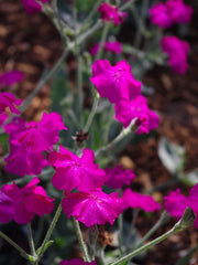 Lychnis ‘Hill Grounds’ blooming in a sunny garden