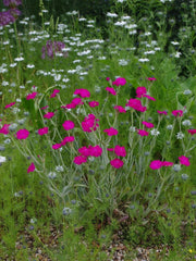 Lychnis ‘Hill Grounds’ showing its flowering habit and silver-green foliage