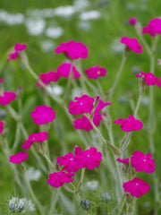 Magenta flowers of Lychnis ‘Hill Grounds’ among gravel garden plants