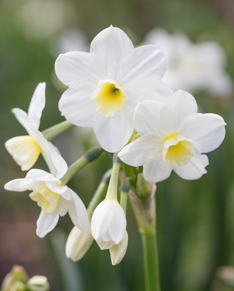 Daffodil Narcissus 'Silver Chimes' (5 Pack)