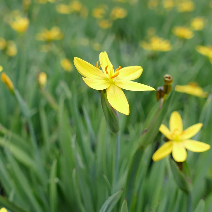 Sisyrinchium Californicum p9