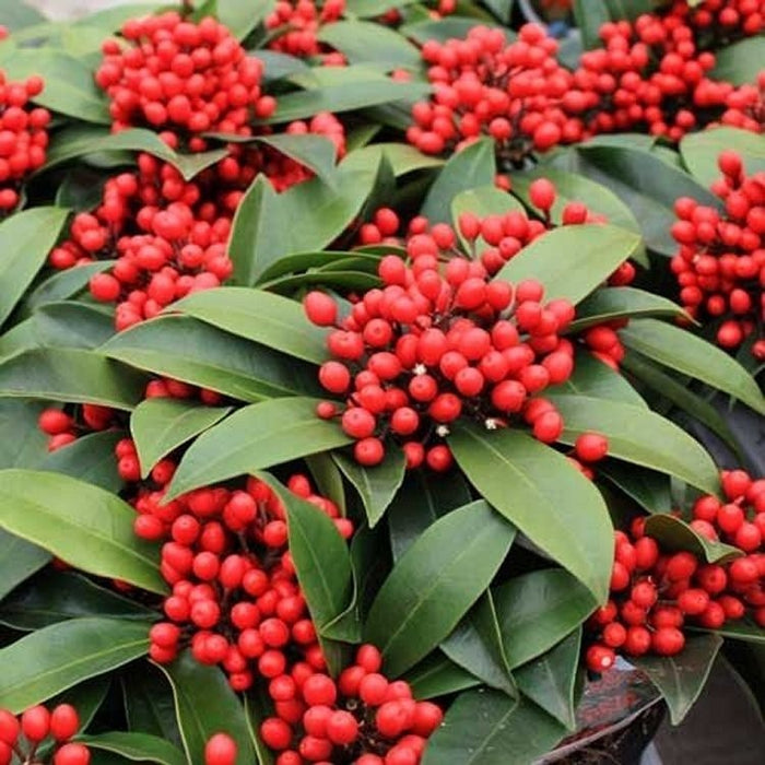 Skimmia Reevesiana with Berries (1.5 Litre)