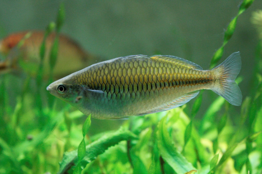 Slender Rainbowfish - Melanotaenia gracilis 2"