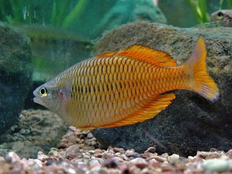 Slender Rainbowfish - Melanotaenia gracilis 2"