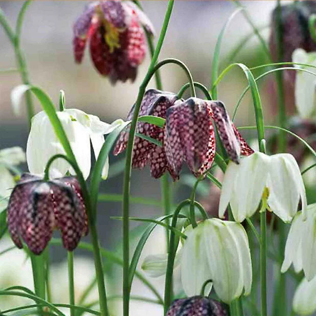 Fritillaria 'Meleagris Mixed' (8 Bulbs Per Pack)