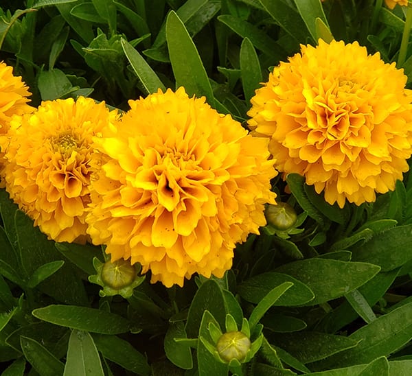 Coreopsis Golden Sphere
