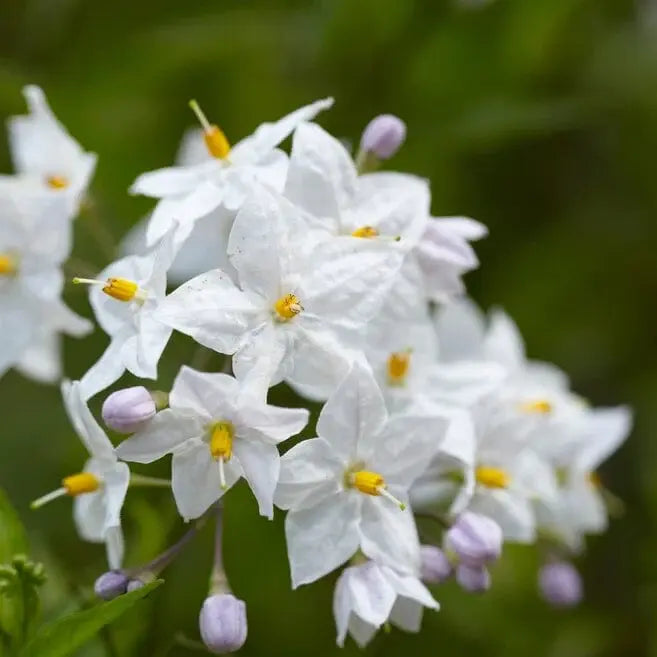 White Potato Vine | Solanum laxum 'Album' (3 Litre)