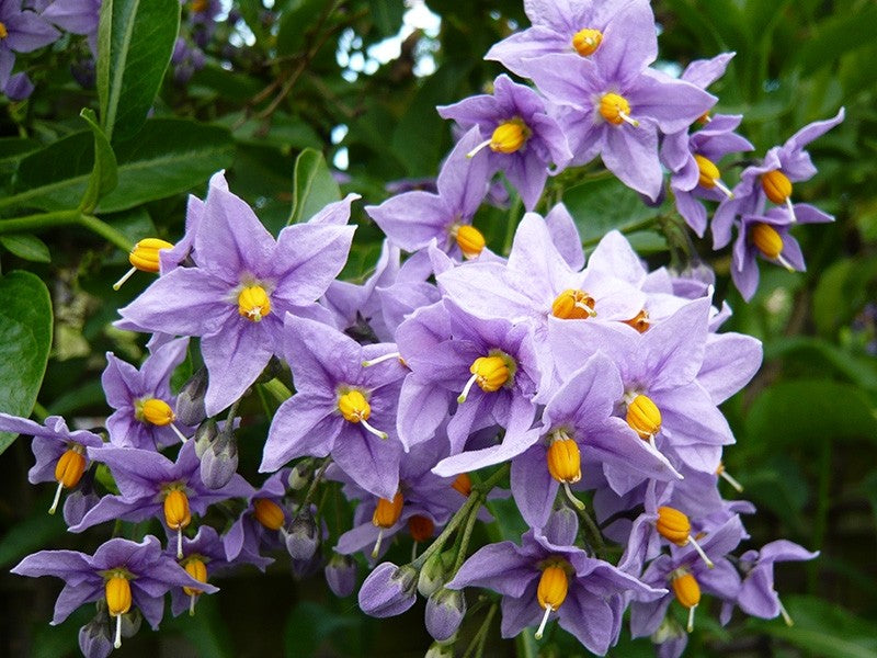 Solanum crispum 'Glasnevin' | Chilean Potato Bush