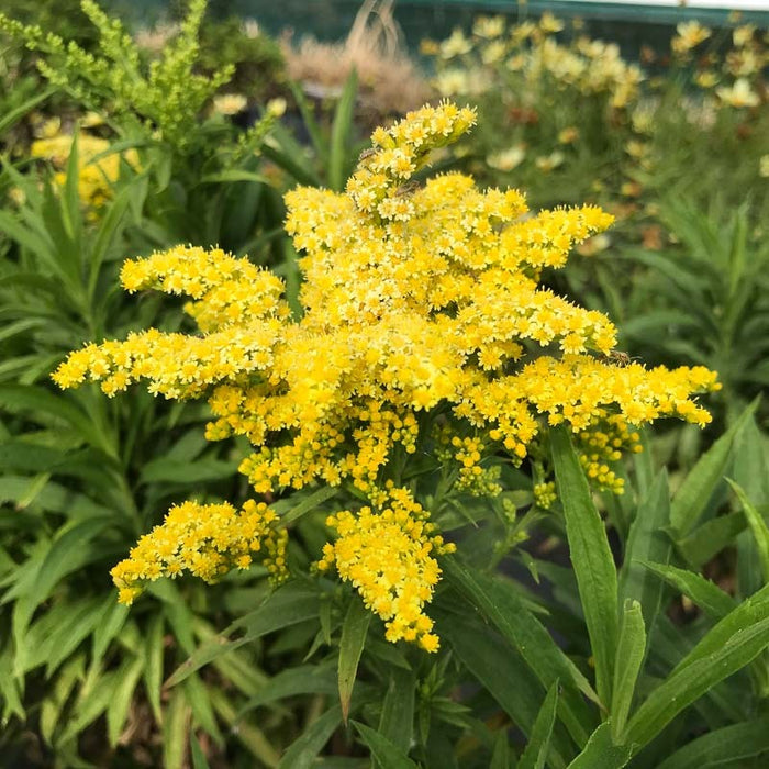 Solidago Canadensis 'Sweety' 2 Litre