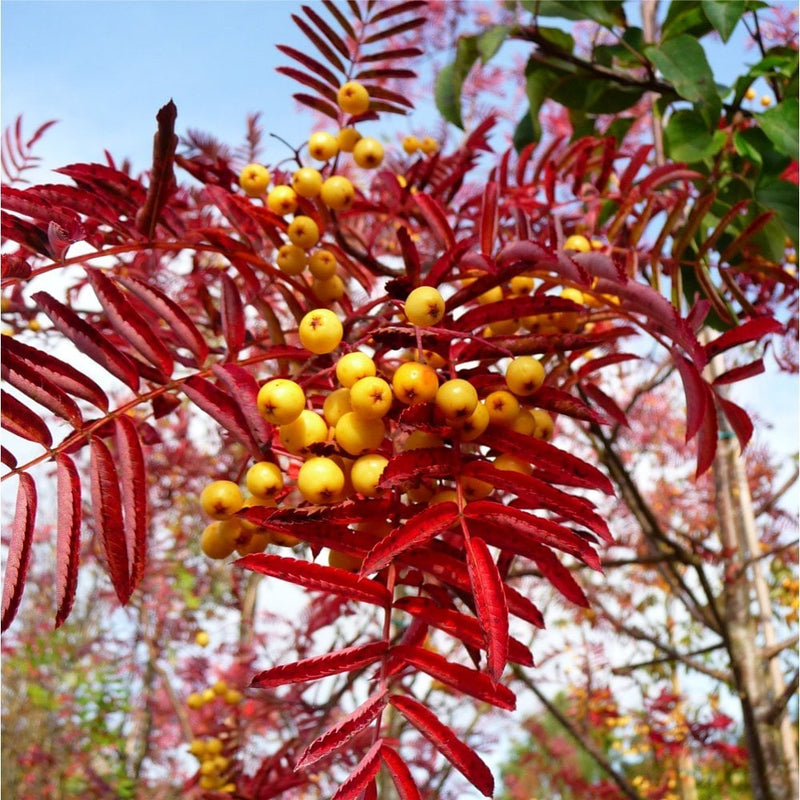 Sorbus Joseph Rock (10 Litre)