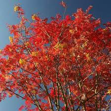 Sorbus Joseph Rock (10 Litre)