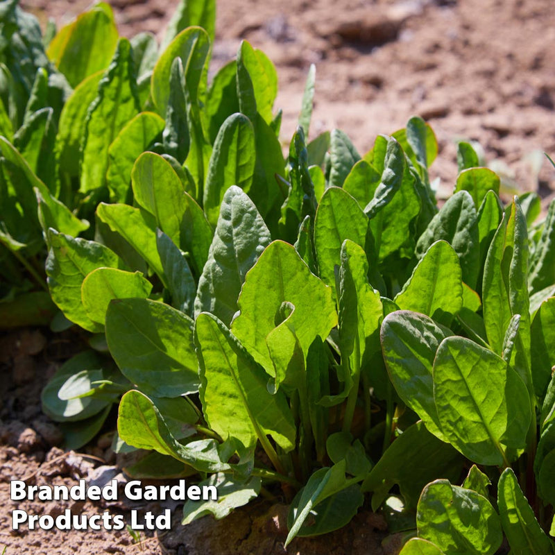 Herb Sorrel Seeds
