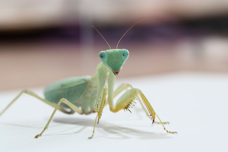 African Praying Mantis | Sphodromantis lineola