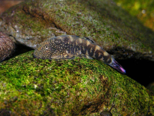 Spiney-Headed Hillstream Loach aquarium fish