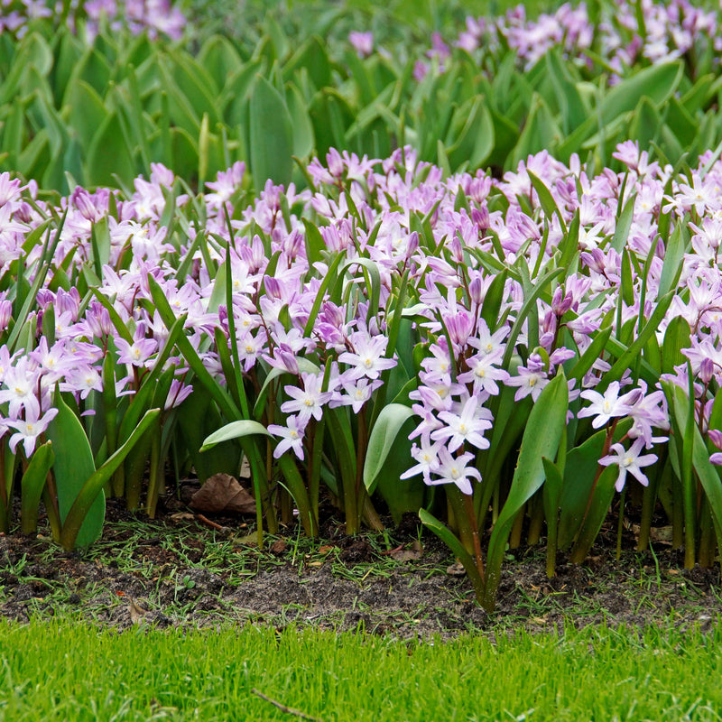 Chionodoxa 'Pink Giant' (12 Bulbs Per Pack)