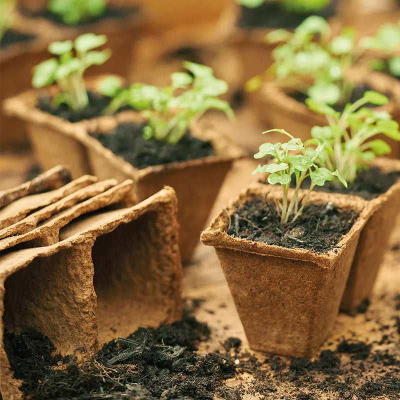 Gro-Sure Fibre Pots Square 6cm 80pk