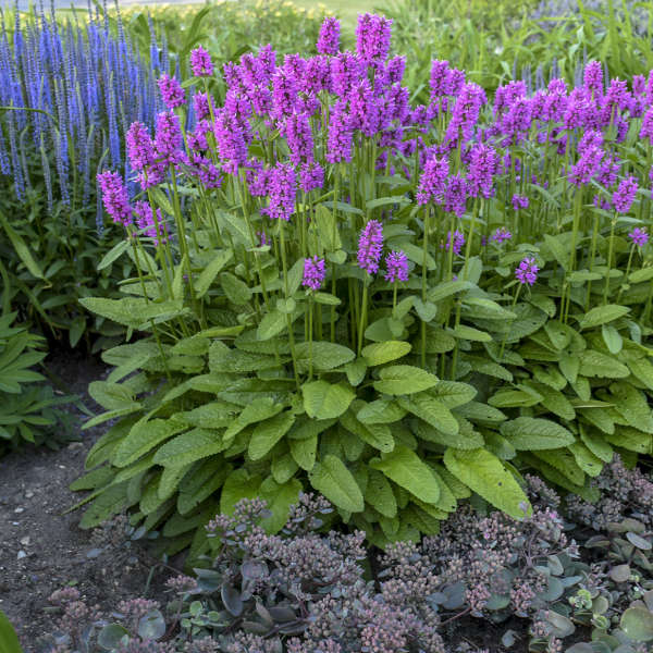 Stachys hummelo