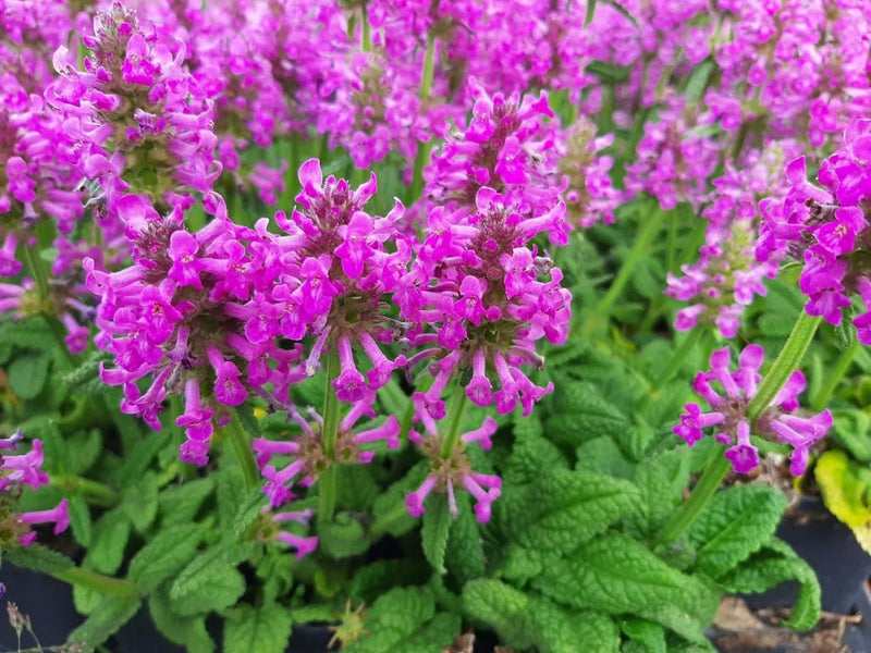 Stachys Officinalis Ukkie