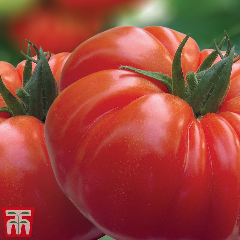 Tomato 'Buffalosteak' F1 Hybrid