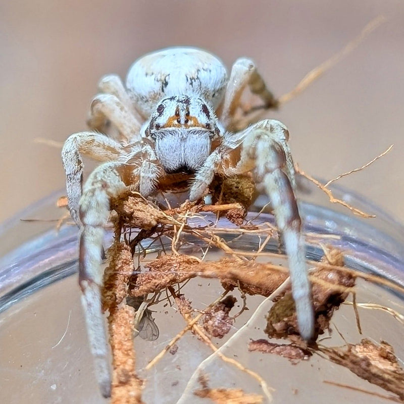 North African Velvet Spider | Stegodyphus dufouri s