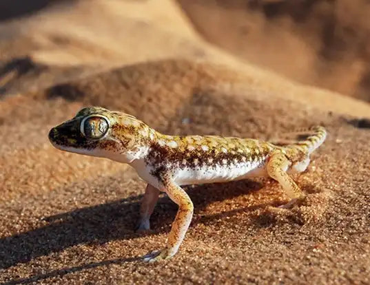 Dune Gecko