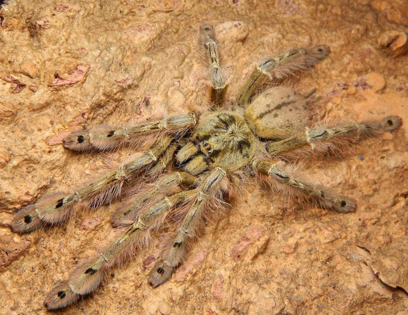 Feather Leg Baboon | Stromatopelma calceatum (Juvenile)