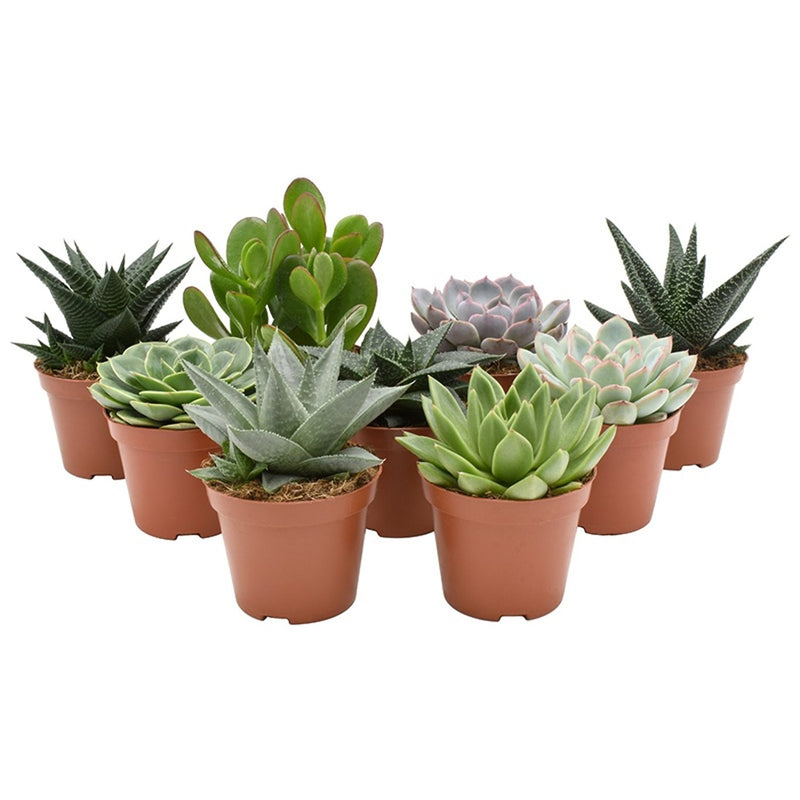 Assorted succulent plants with rosette and pointed foliage in 8.5 cm pots