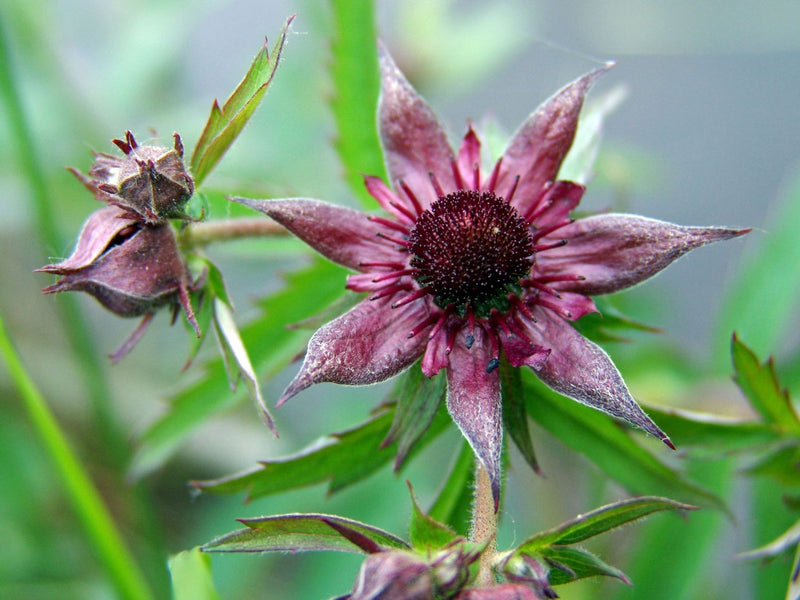 Potentilla palustris | Bogbean Cinquefoil P9