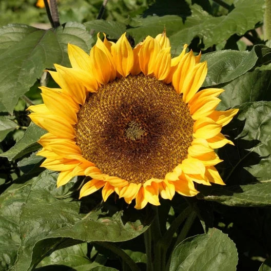 Sunflower 'Sunspot'