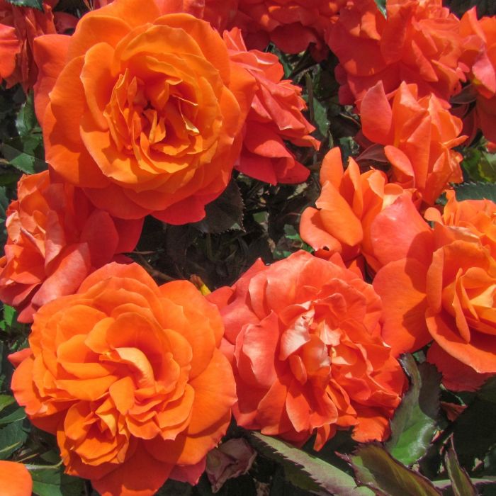 Super Trouper Floribunda Rose 3.5 Litre