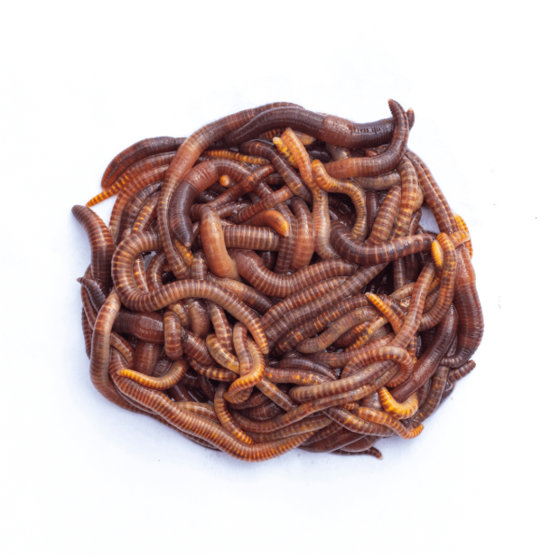 Earthworms (50-75mm)