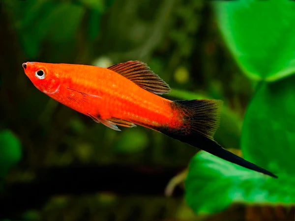 Swordtail Wagtail Red (ML)