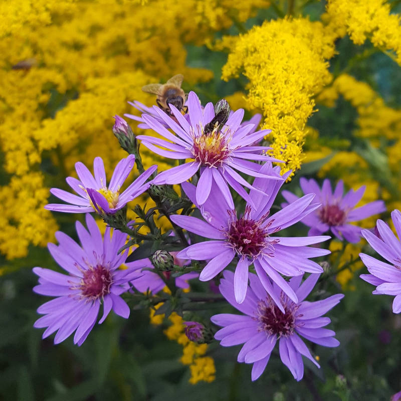 Aster 'Little Carlow' 2L