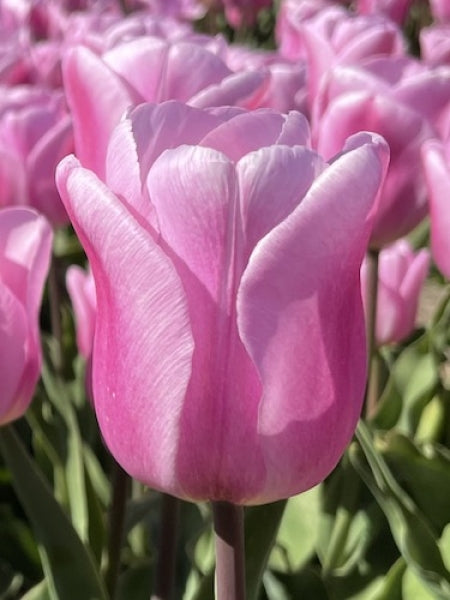Tulip 'Synaeda Amor' (8 Pack)
