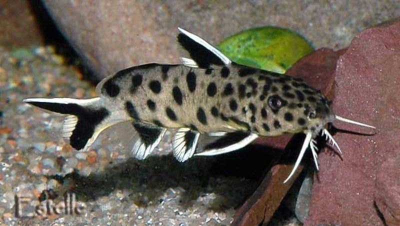 Fish-Synodontis Petricola (TB)