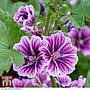 Malva sylvestris Zebrina