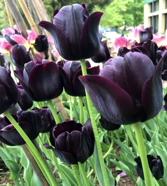 Tulip 'Paul Scherer' (10 Pack)