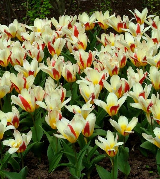 Tulip 'The First' (9 Pack)