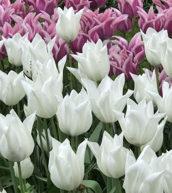 Tulip 'White Triumphator' (6 Pack)