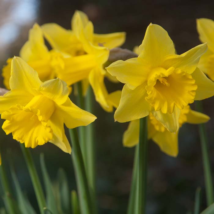 Daffodil Narcissus Tamara (3kg)