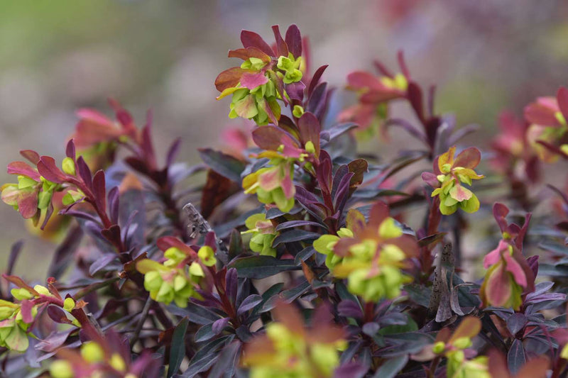 Euphorbia Purpurea Rubra | Wood spurge 'Purpurea'