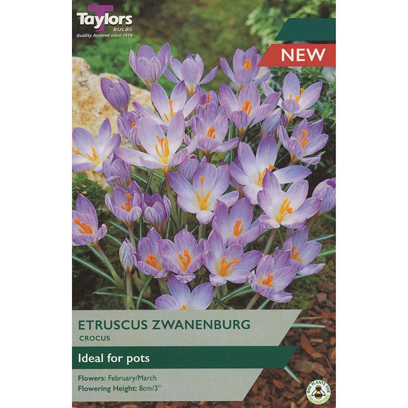 Crocus Etruscus Zwanenburg (12 pack)